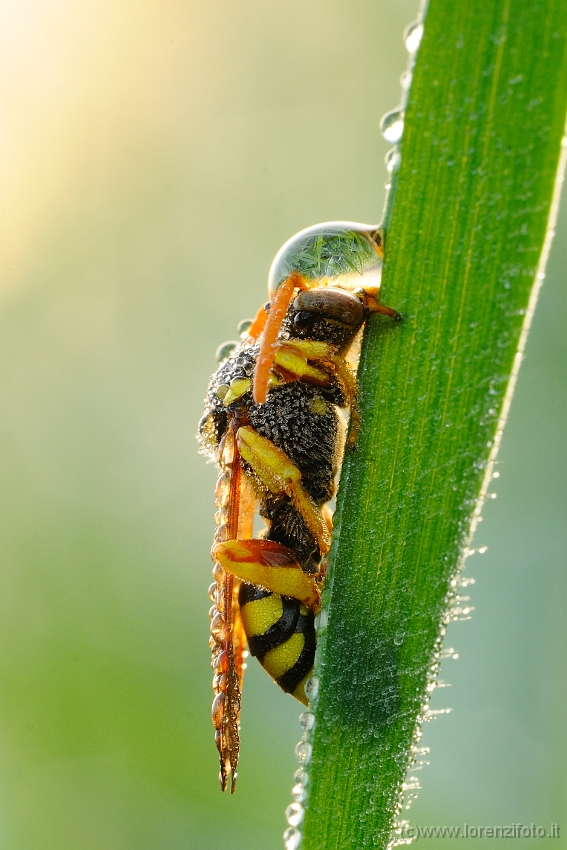 4277 Da determinare, Genere Polistes (Polistes biglumis).jpg